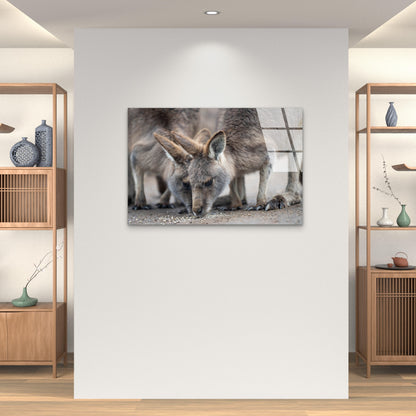 Eastern Grey Kangaroo Wildlife Glass Printing Wall Art Australian Made Quality
