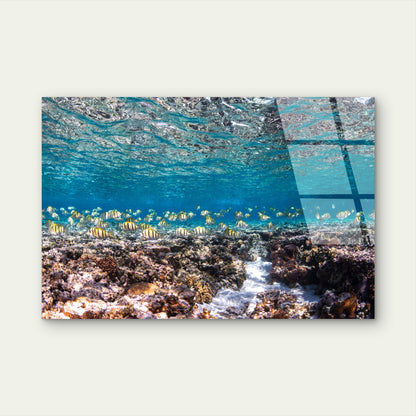 Great Barrier Reef Schooling Fish Coral  Acrylic Glass Printing Wall Art Australian Made Quality