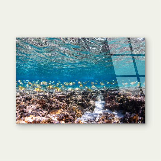 Great Barrier Reef Schooling Fish Coral Acrylic Glass Printing Wall Art Australian Made Quality