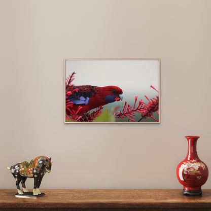 Crimson Rosella South Coast NSW Wall Art Decor 100% Australian Made