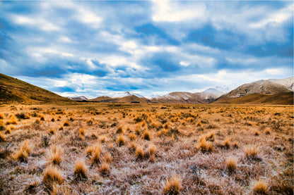 Frost Covered Tussock In Country Glass Framed Wall Art, Ready to Hang Quality Print