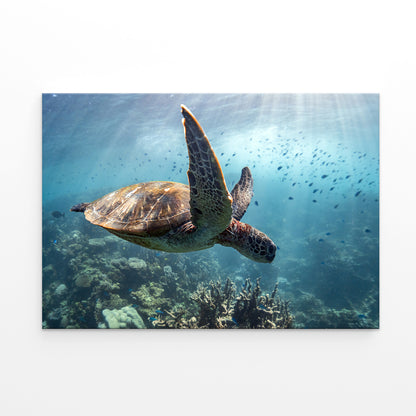 Ningaloo Reef Western Australia Turtle and Fish Wall Art Decor 100% Australian Made