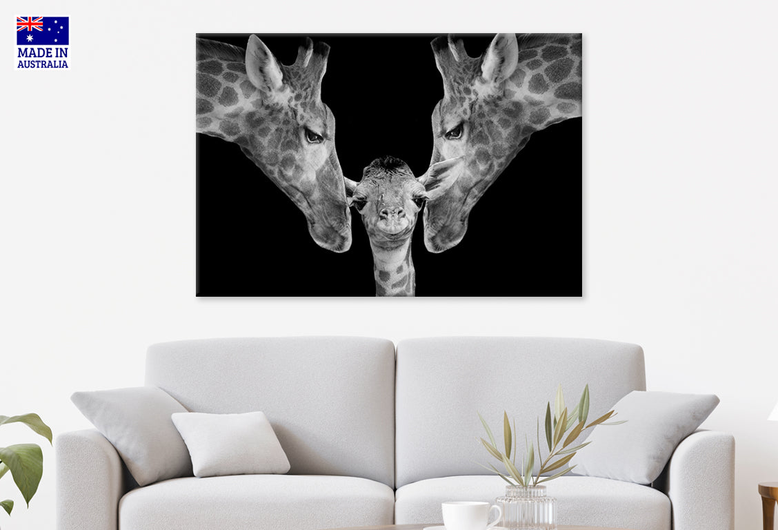 Father and Mother Giraffe Playing with Her Cute Baby Wall Art Decor 100% Australian Made