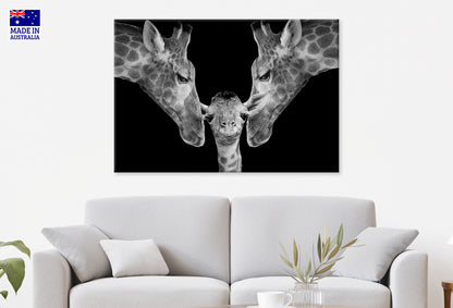 Father and Mother Giraffe Playing with Her Cute Baby Wall Art Decor 100% Australian Made