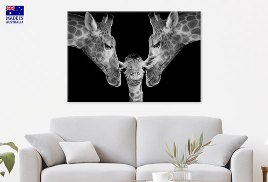 Father and Mother Giraffe Playing with Her Cute Baby Wall Art Decor 100% Australian Made