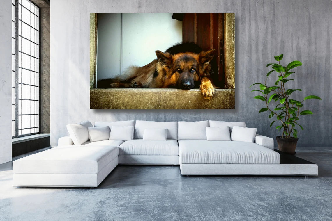 German Shepherd Acrylic Glass Print Tempered Glass Wall Art 100% Made in Australia Ready to Hang