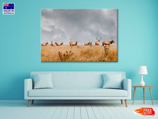 Herd of Wild Bull Elk with Antlers in California 90x60cm Print 100% Australian Made