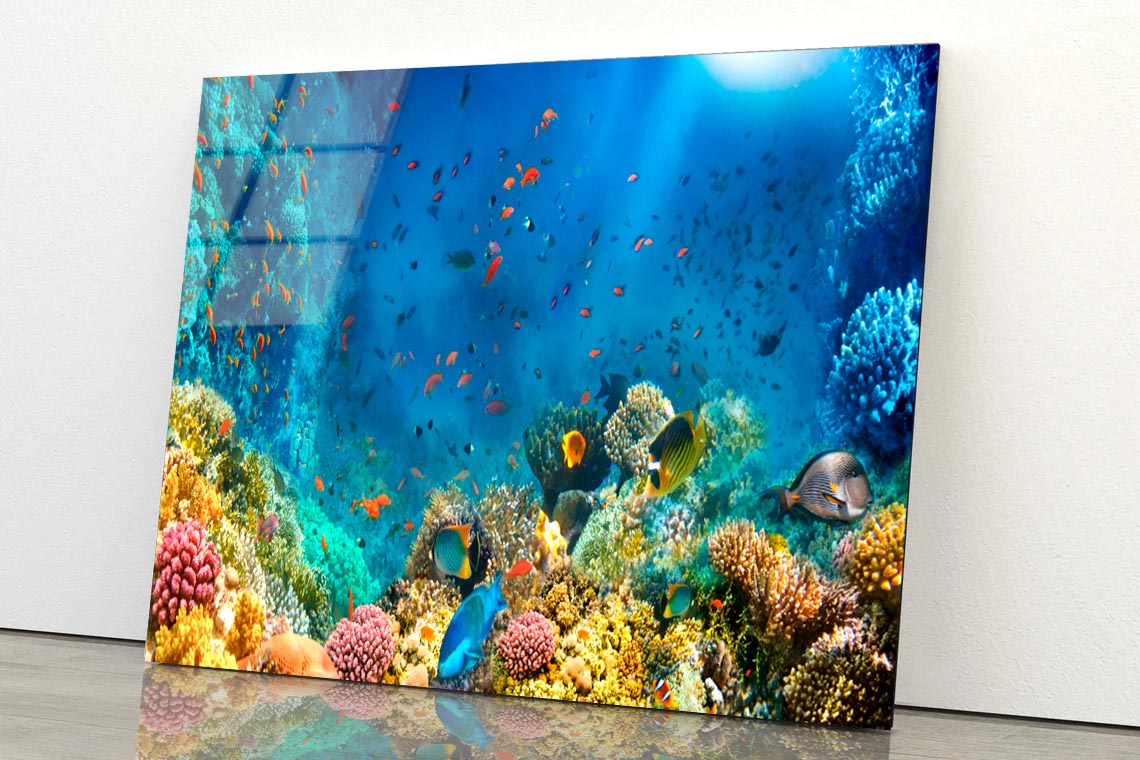 Underwater World Coral Fishes Of Red Sea  Acrylic Glass Print Tempered Glass Wall Art 100% Made in Australia Ready to Hang - Bella Home Decor
