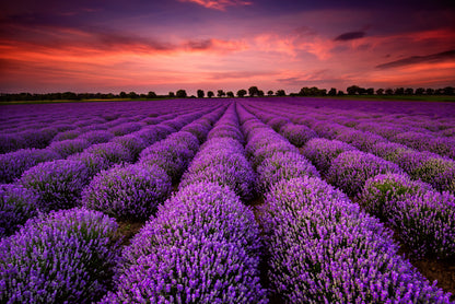 A Field Of Purple Flowers under a Sky with Clouds Print 100% Australian Made