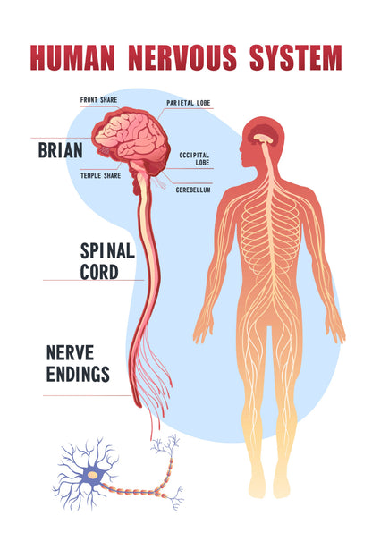 Human Nervous System Home Decor Premium Quality Poster Print Choose Your Sizes