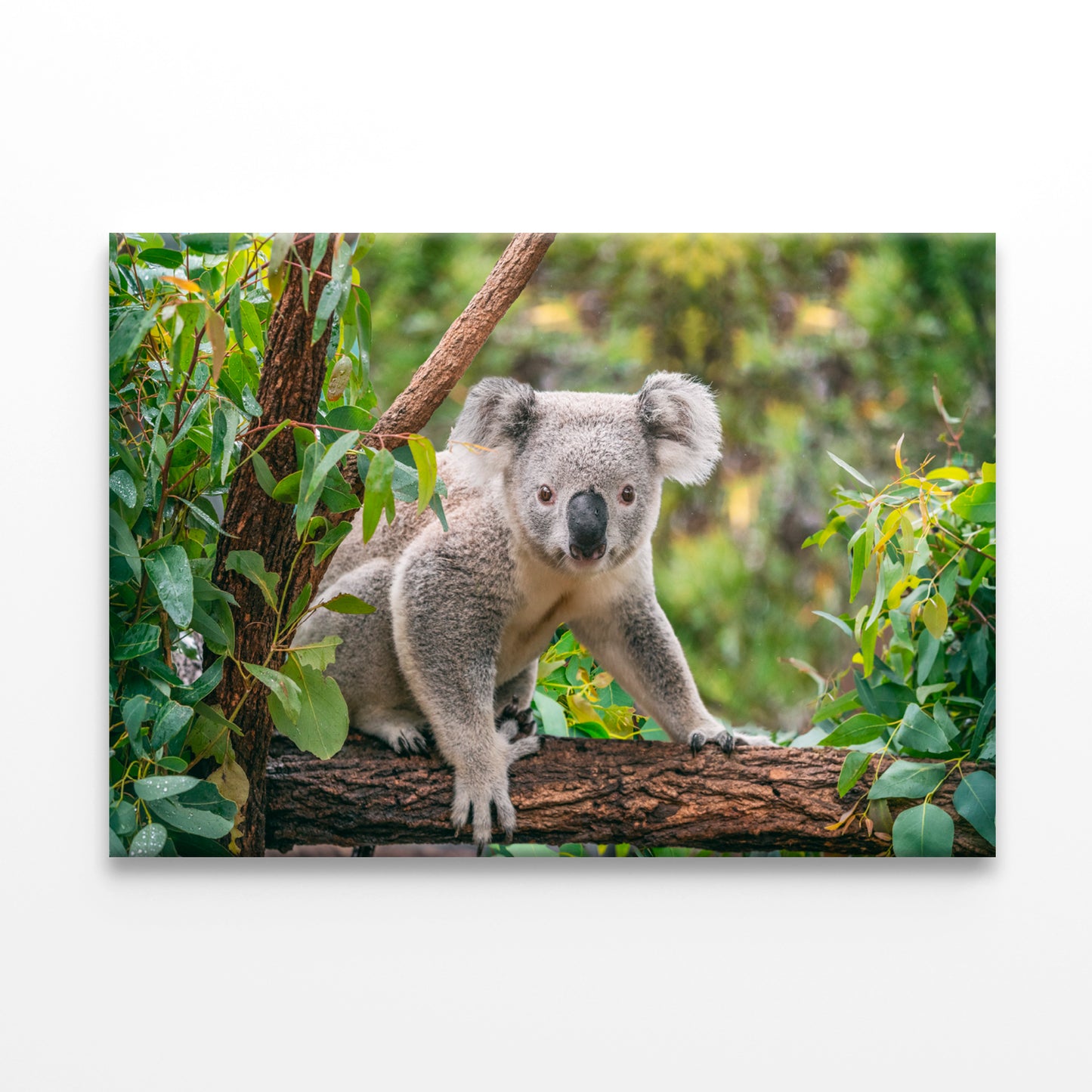 Koala on Eucalyptus Tree Taronga Zoo Sydney Wall Art Decor 100% Australian Made