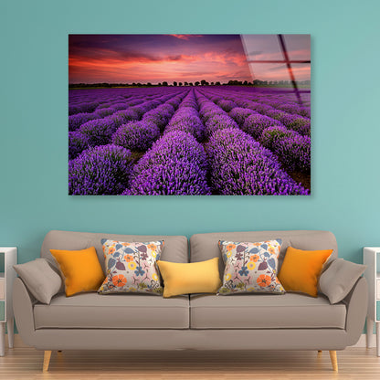 A Field Of Purple Flowers under a Sky with Clouds Acrylic Glass Print Tempered Glass Wall Art 100% Made in Australia Ready to Hang