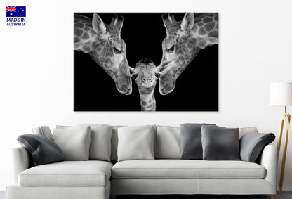 Father and Mother Giraffe Playing with Her Cute Baby Wall Art Decor 100% Australian Made