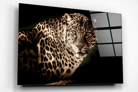 Leopard View Acrylic Glass Print Tempered Glass Wall Art 100% Made in Australia Ready to Hang