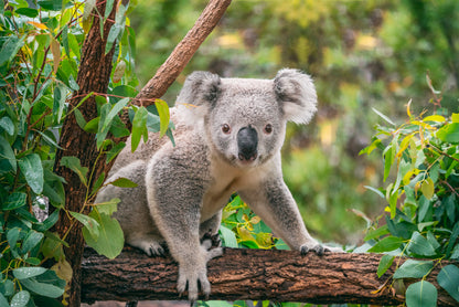 Koala on Eucalyptus Tree Taronga Zoo Sydney Wall Art Decor 100% Australian Made