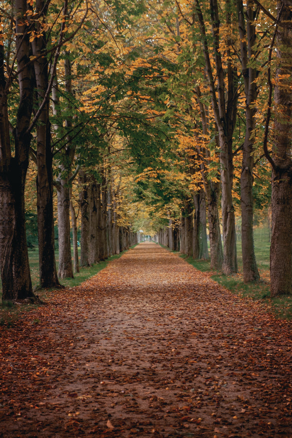 Avenue Covered by Fall Leaves in Pilnitz Park, Dresden, Germany Portrait Photograph Acrylic Glass Print Tempered Glass Wall Art 100% Made in Australia Ready to Hang - Bella Home Decor