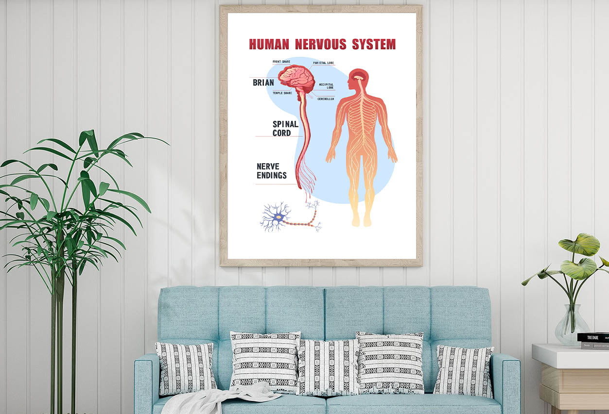 Human Nervous System Home Decor Premium Quality Poster Print Choose Your Sizes