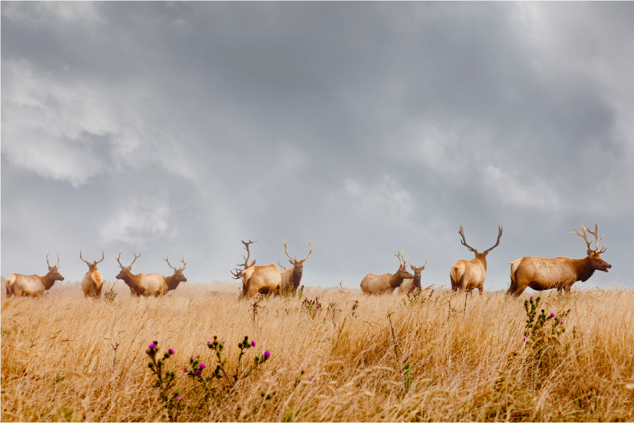 Herd of Wild Bull Elk with Antlers in California 90x60cm Print 100% Australian Made