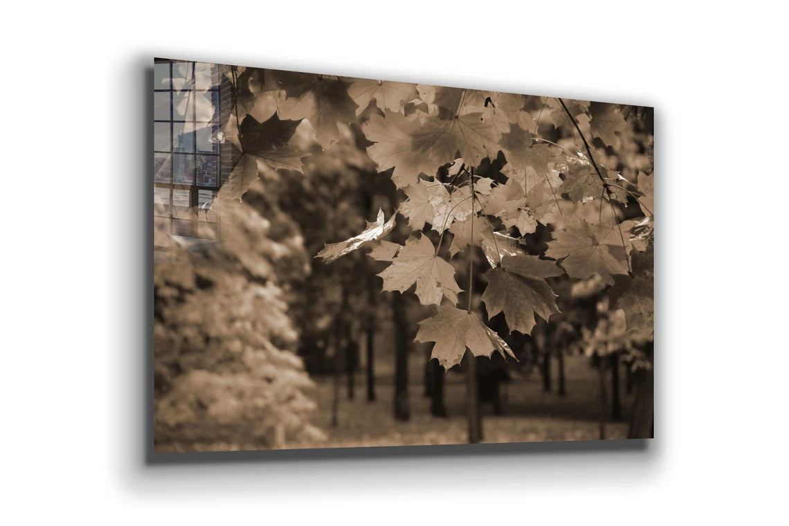 Autumn Tree Faded View UV Direct Aluminum Print Australian Made Quality