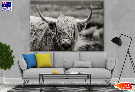 Highland Cow B&W Photograph 90x60cm Print 100% Australian Made