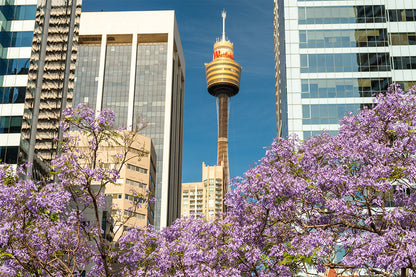Sydney Tower New South Wales Landmark Wall Art Decor 100% Australian Made