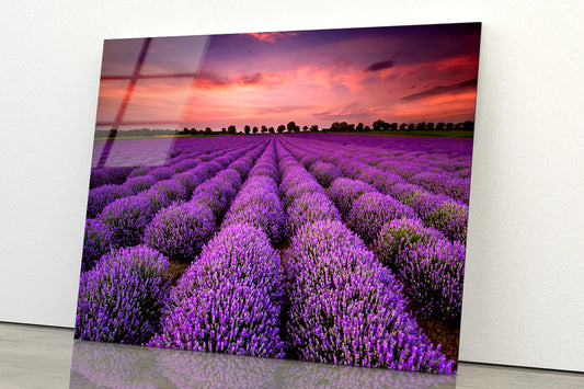 A Field Of Purple Flowers under a Sky with Clouds Acrylic Glass Print Tempered Glass Wall Art 100% Made in Australia Ready to Hang