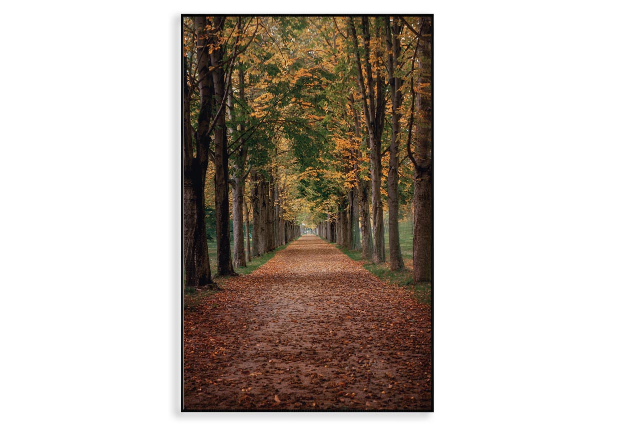 Avenue Covered by Fall Leaves in Pilnitz Park, Dresden, Germany Home Decor Premium Quality Poster Print Choose Your Sizes