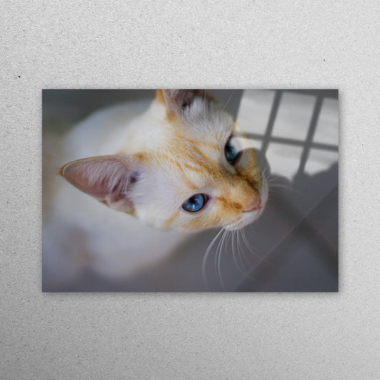 Cat Photo Wall Art Acrylic Glass Print Tempered Glass Wall Art 100% Made in Australia Ready to Hang