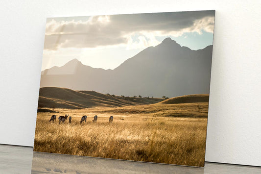 Sonoita Antelope Africa Acrylic Glass Print Tempered Glass Wall Art 100% Made in Australia Ready to Hang