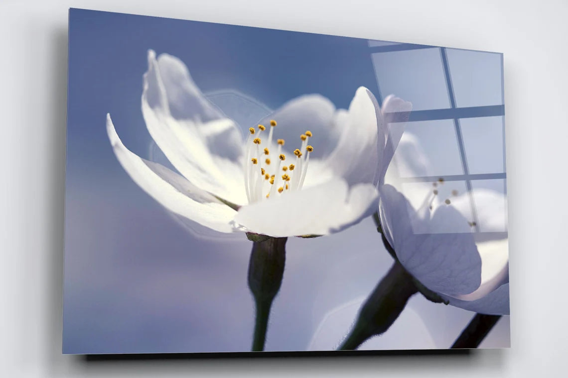 Japanese Cherry Flower Acrylic Glass Print Tempered Glass Wall Art 100% Made in Australia Ready to Hang