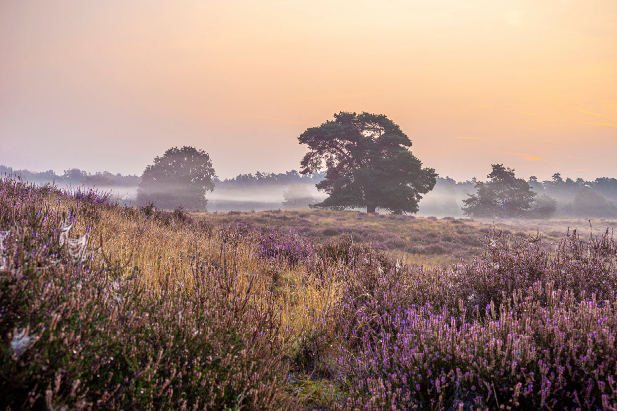 Serene Field of Beautiful Purple Flowers with Trees Home Decor Premium Quality Poster Print Choose Your Sizes - Bella Home Decor
