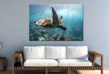 Ningaloo Reef Western Australia Turtle and Fish Wall Art Decor 100% Australian Made
