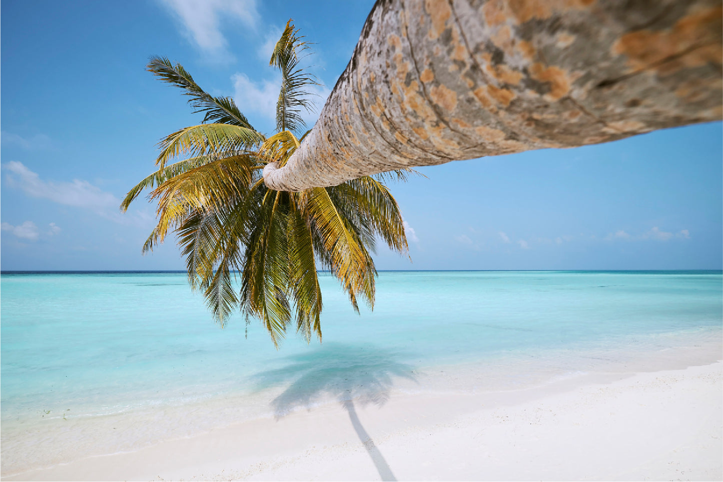 Palm Tree On White Sand Beach Glass Framed Wall Art, Ready to Hang Quality Print