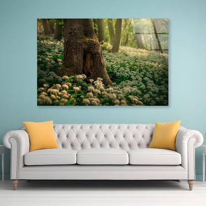 Flowering Ramson, Allium Ursinum Acrylic Glass Print Tempered Glass Wall Art 100% Made in Australia Ready to Hang - Bella Home Decor