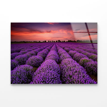 A Field Of Purple Flowers under a Sky with Clouds Acrylic Glass Print Tempered Glass Wall Art 100% Made in Australia Ready to Hang