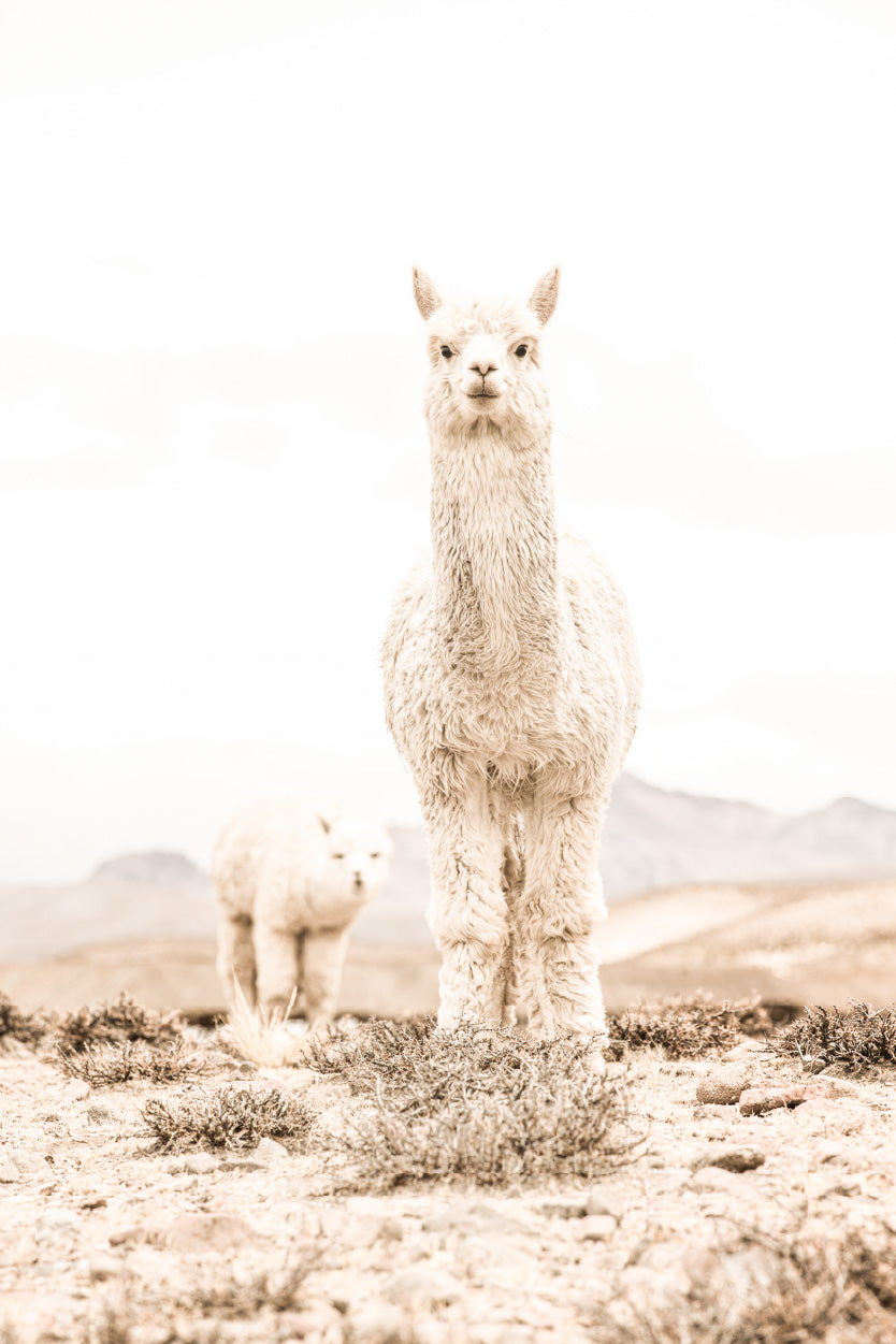 Llama Baby Faded Closeup Photograph Glass Framed Wall Art, Ready to Hang Quality Print