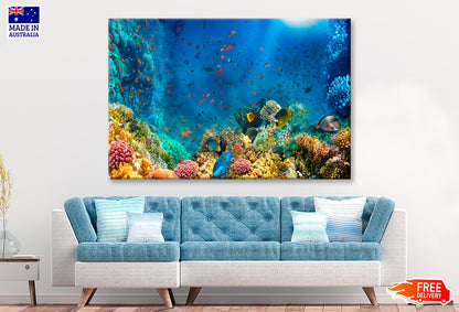 Underwater World Coral Fishes Of Red Sea Wall Art Decor 100% Australian Made - Bella Home Decor