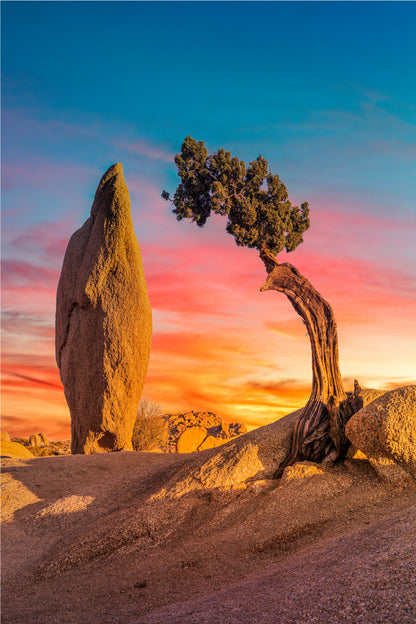 Sunset Joshua Tree Desert Nature 60x90cm Metal Print Ready to Hang
