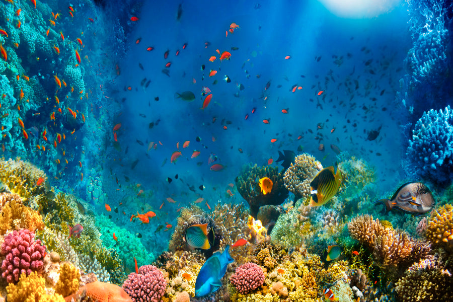 Underwater World Coral Fishes Of Red Sea Home Decor Premium Quality Poster Print Choose Your Sizes - Bella Home Decor