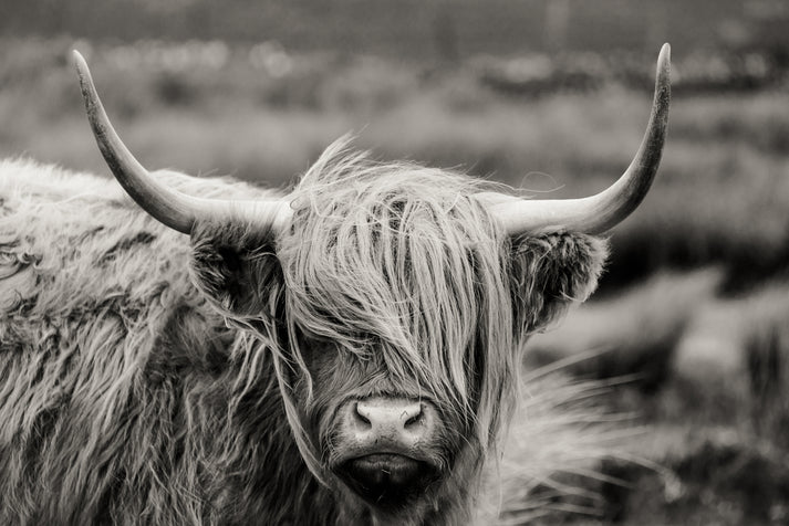 Highland Cow B&W Photograph 90x60cm Print 100% Australian Made