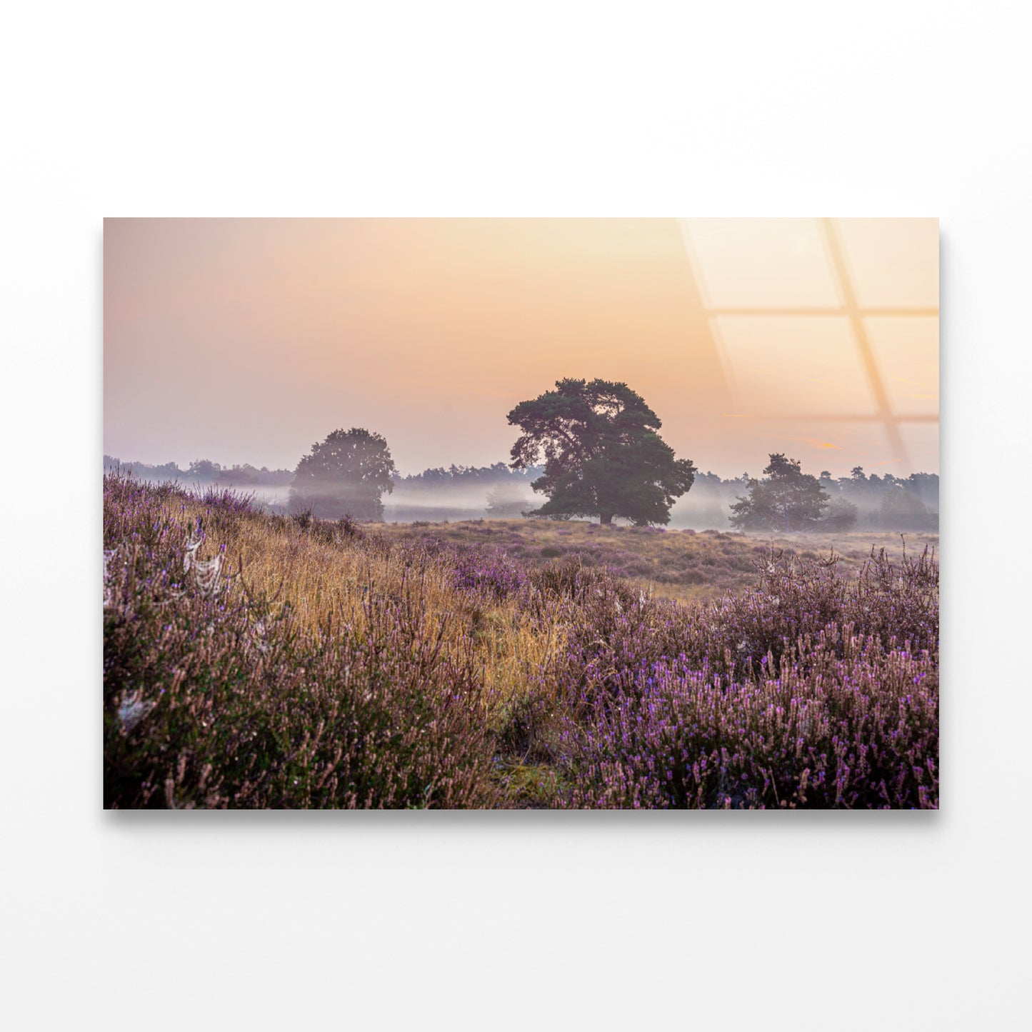 Serene Field of Beautiful Purple Flowers with Trees Acrylic Glass Print Tempered Glass Wall Art 100% Made in Australia Ready to Hang