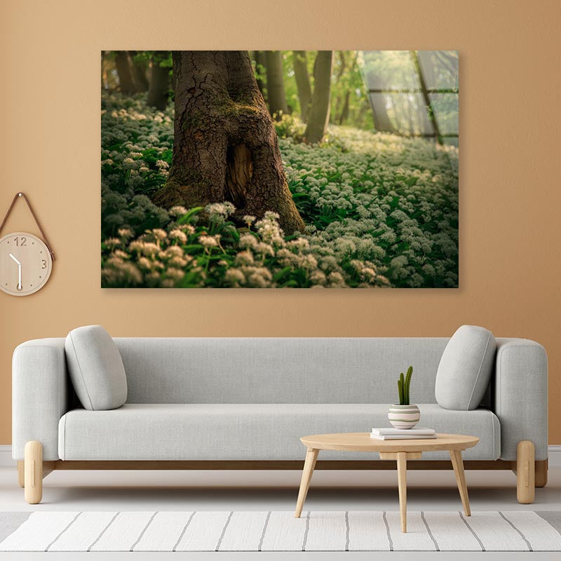 Flowering Ramson, Allium Ursinum Acrylic Glass Print Tempered Glass Wall Art 100% Made in Australia Ready to Hang - Bella Home Decor