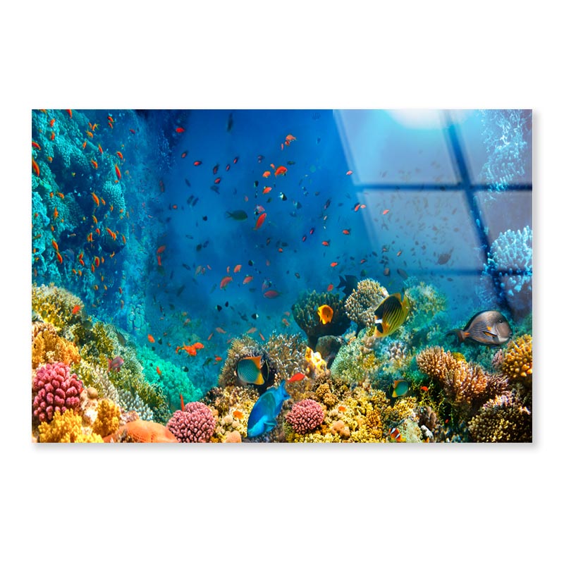 Underwater World Coral Fishes Of Red Sea  Acrylic Glass Print Tempered Glass Wall Art 100% Made in Australia Ready to Hang - Bella Home Decor