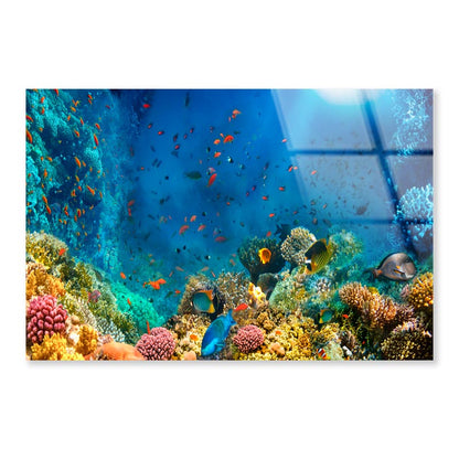 Underwater World Coral Fishes Of Red Sea  Acrylic Glass Print Tempered Glass Wall Art 100% Made in Australia Ready to Hang - Bella Home Decor