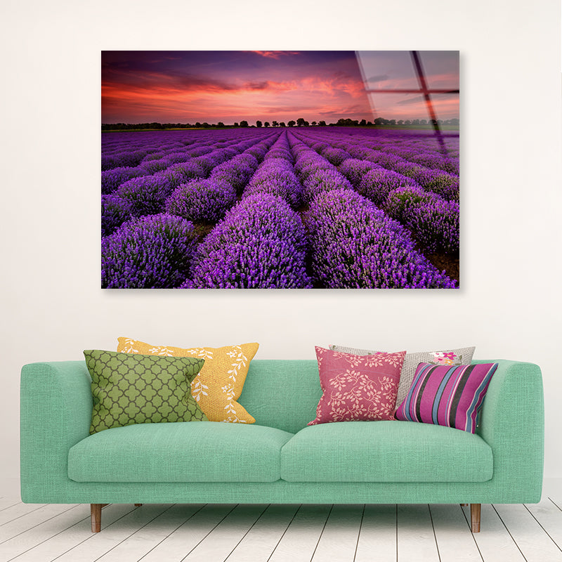 A Field Of Purple Flowers under a Sky with Clouds Acrylic Glass Print Tempered Glass Wall Art 100% Made in Australia Ready to Hang