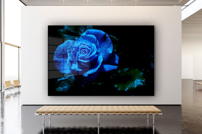 Blue Rose Waterdrops UV Direct Aluminum Print Australian Made Quality