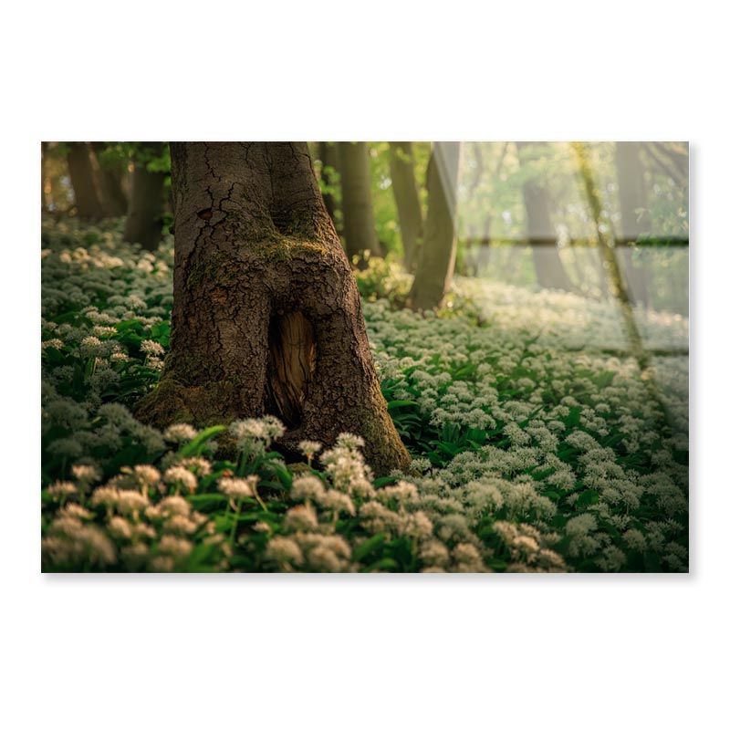 Flowering Ramson, Allium Ursinum Acrylic Glass Print Tempered Glass Wall Art 100% Made in Australia Ready to Hang - Bella Home Decor