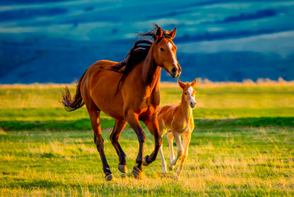 Brown Horse and Foal Running in Field Wall Art Decor 100% Australian Made