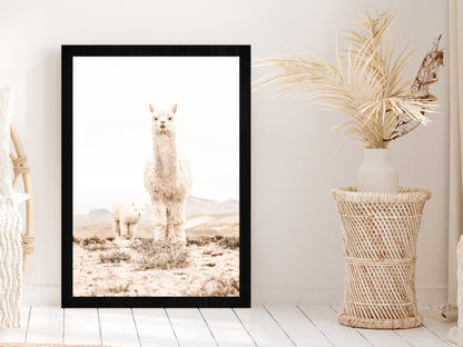 Llama Baby Faded Closeup Photograph Glass Framed Wall Art, Ready to Hang Quality Print Without White Border Black