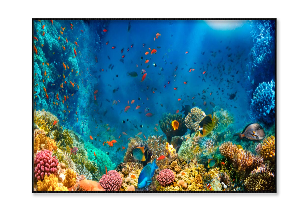 Underwater World Coral Fishes Of Red Sea Home Decor Premium Quality Poster Print Choose Your Sizes - Bella Home Decor